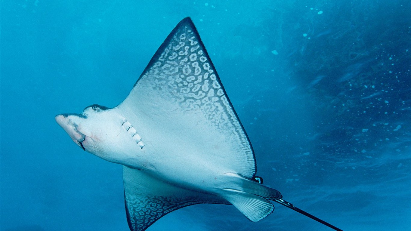 海洋生物壁紙精選(一) #25 - 1366x768