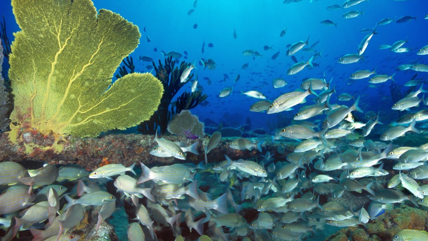 海洋生物壁纸精选(一)28 - 1366x768