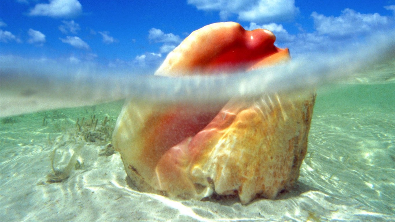 海洋生物壁紙精選(一) #31 - 1366x768