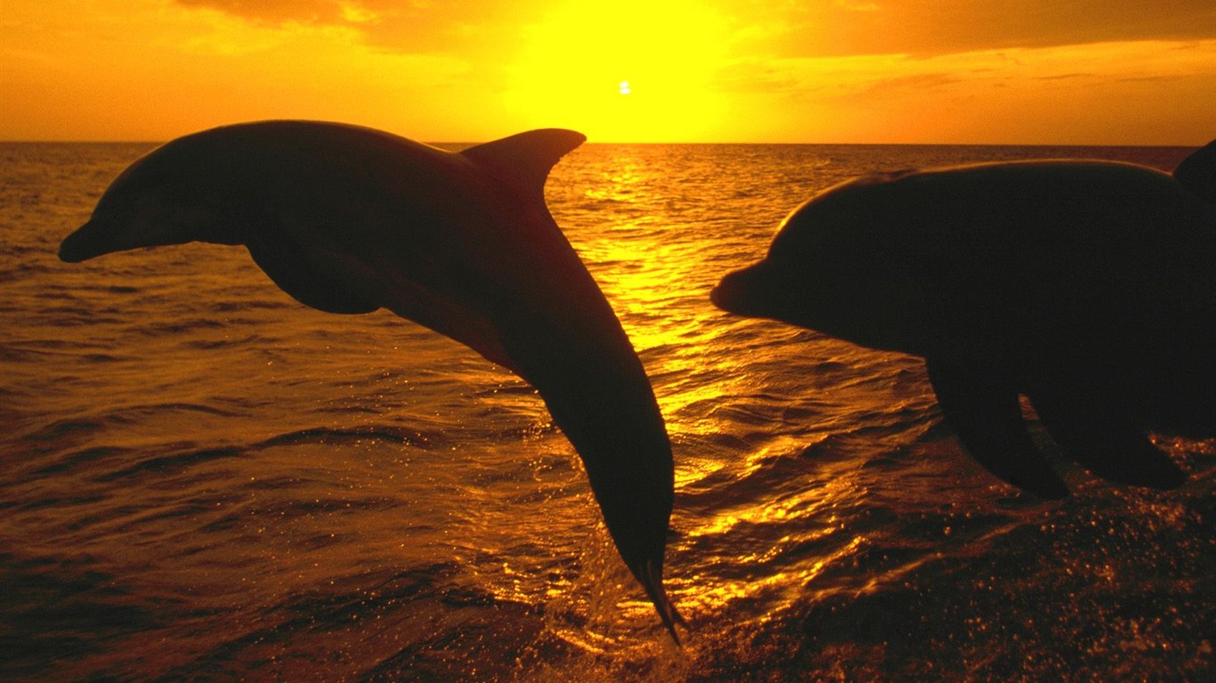 海洋生物壁紙精選(一) #33 - 1366x768