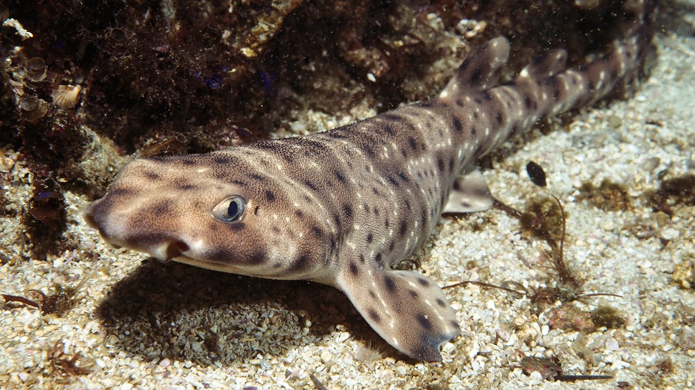 Marine Life Wallpaper Selection (1) #34 - 1366x768