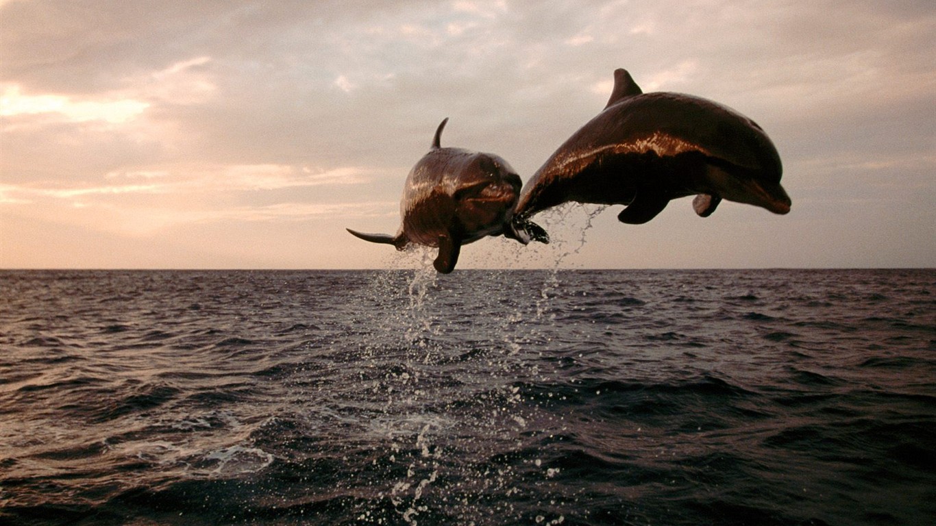 海洋生物壁紙精選(一) #36 - 1366x768