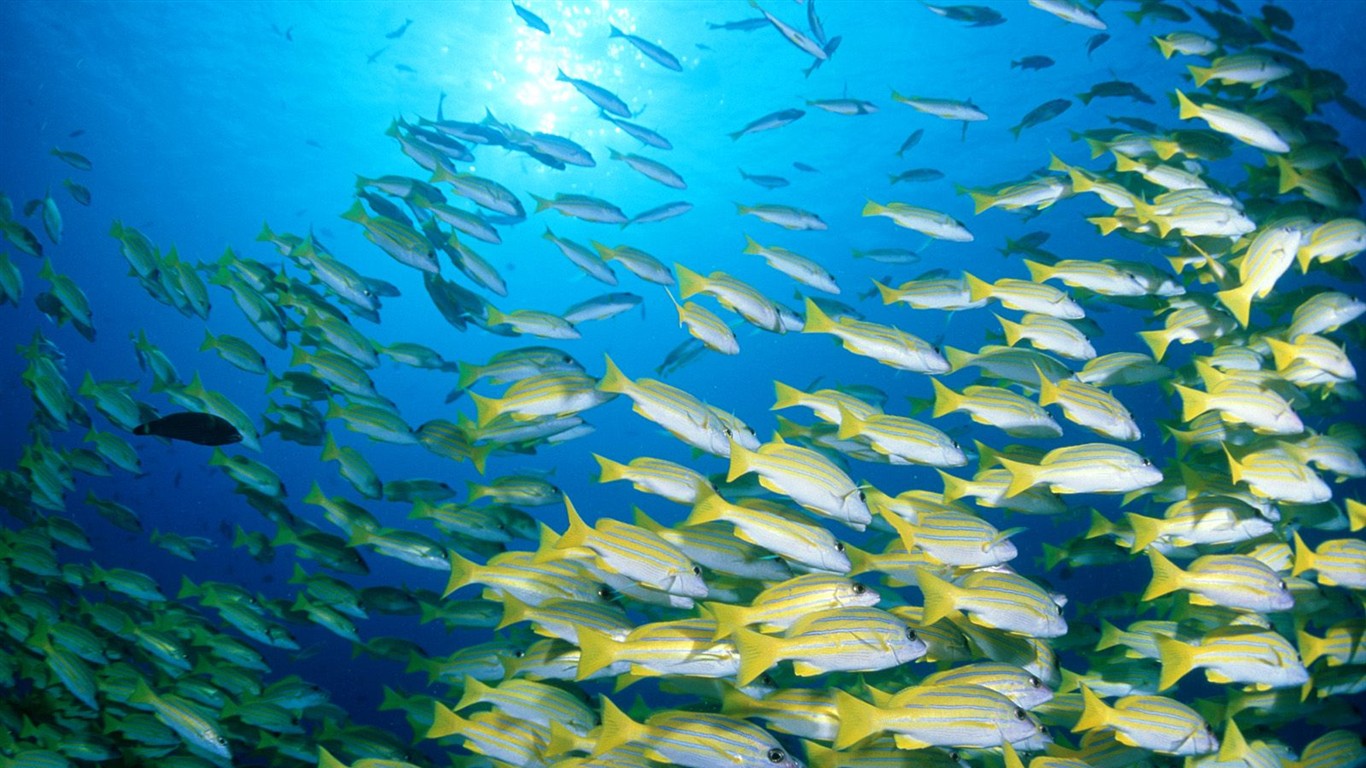 海洋生物壁紙精選(二) #3 - 1366x768