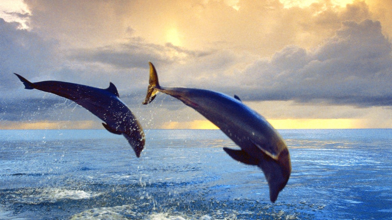 海洋生物壁紙精選(二) #5 - 1366x768