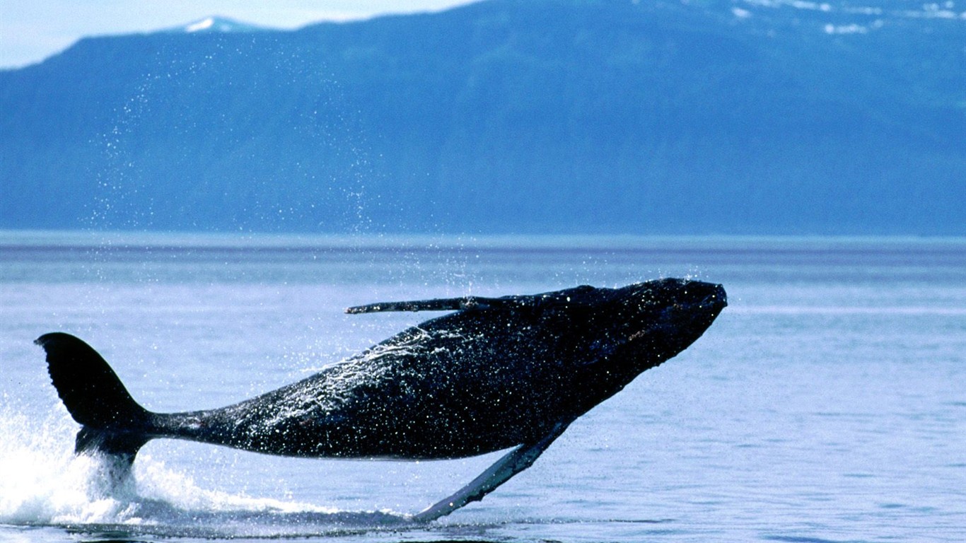 Marine Life Wallpaper výběr (2) #6 - 1366x768
