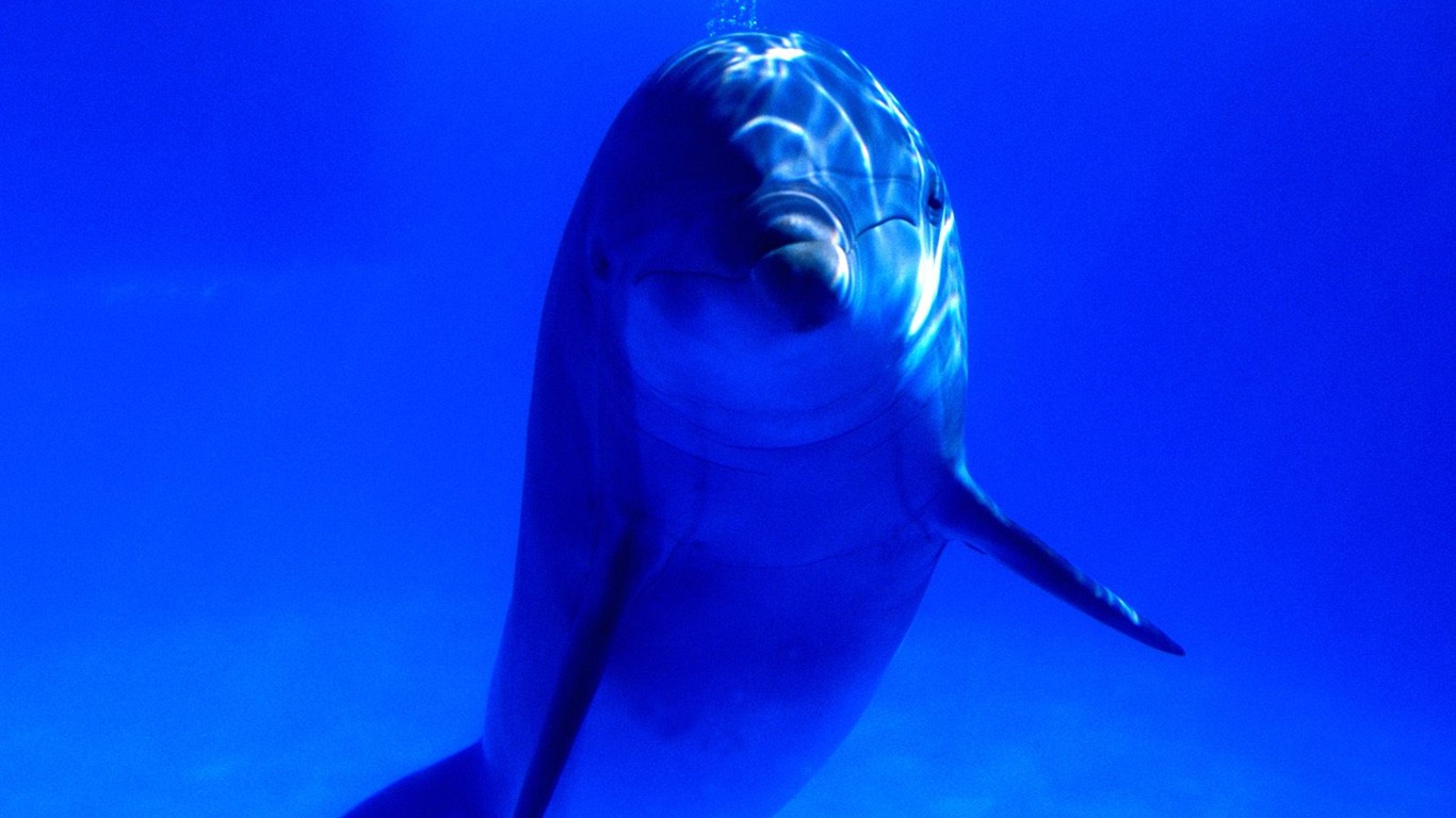 海洋生物壁紙精選(二) #7 - 1366x768