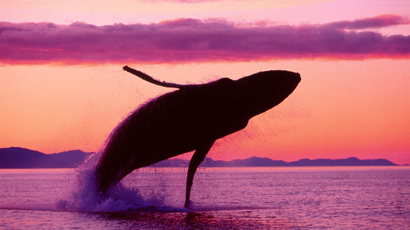 海洋生物壁紙精選(二) #12 - 1366x768