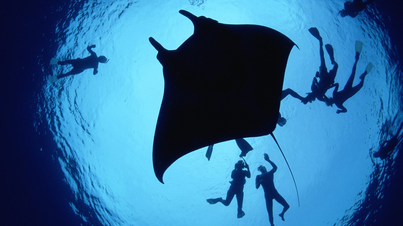 海洋生物壁紙精選(二) #14 - 1366x768