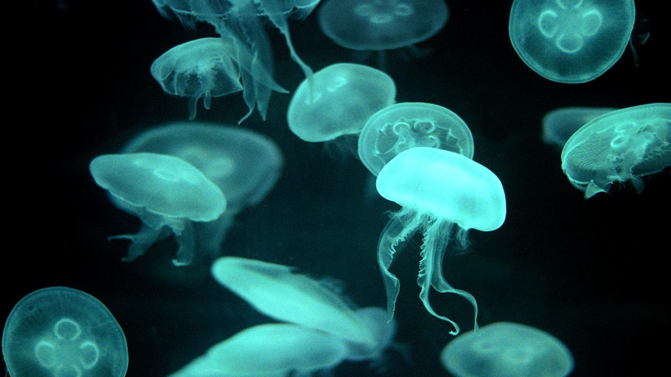 Marine Life Wallpaper Selection (2) #15 - 1366x768