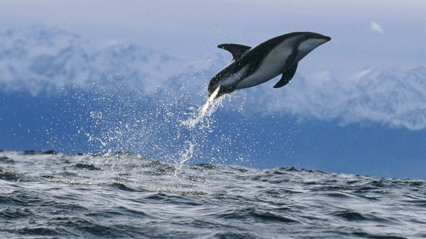 海洋生物壁紙精選(二) #16 - 1366x768