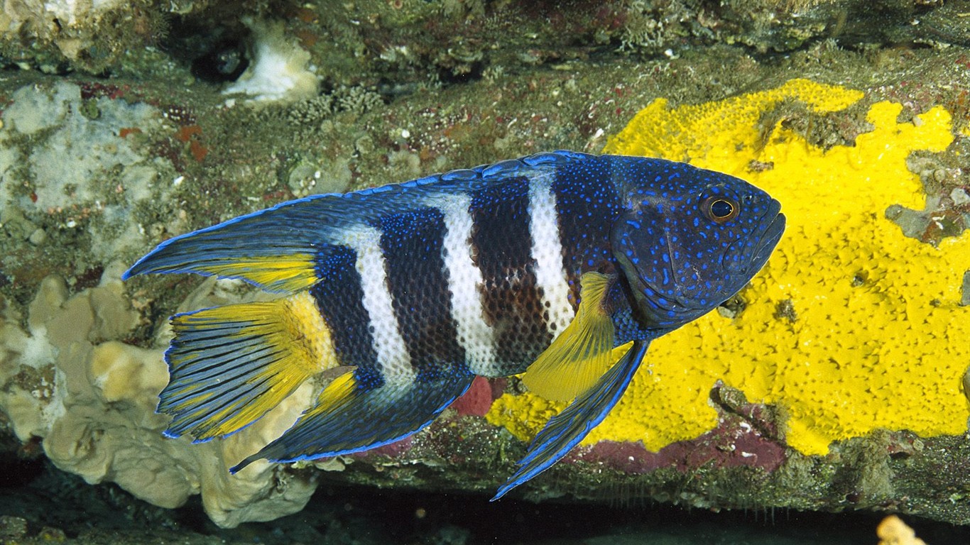 Marine Life Wallpaper výběr (2) #17 - 1366x768