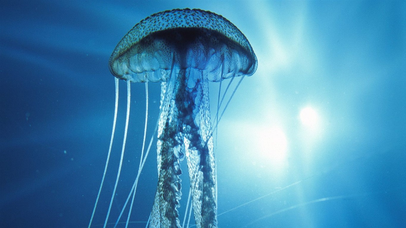 海洋生物壁紙精選(二) #18 - 1366x768
