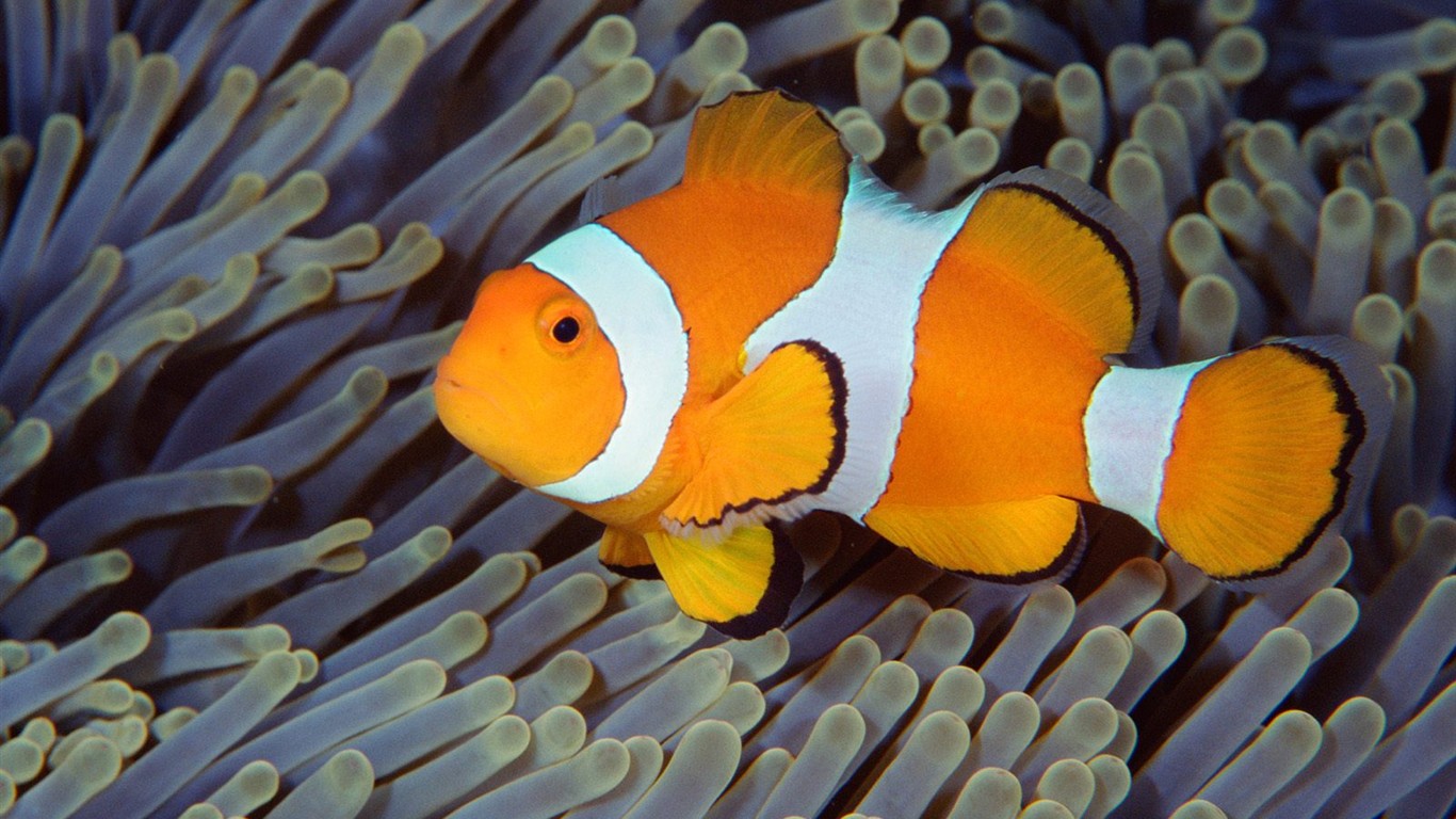 Marine Life Wallpaper výběr (2) #20 - 1366x768