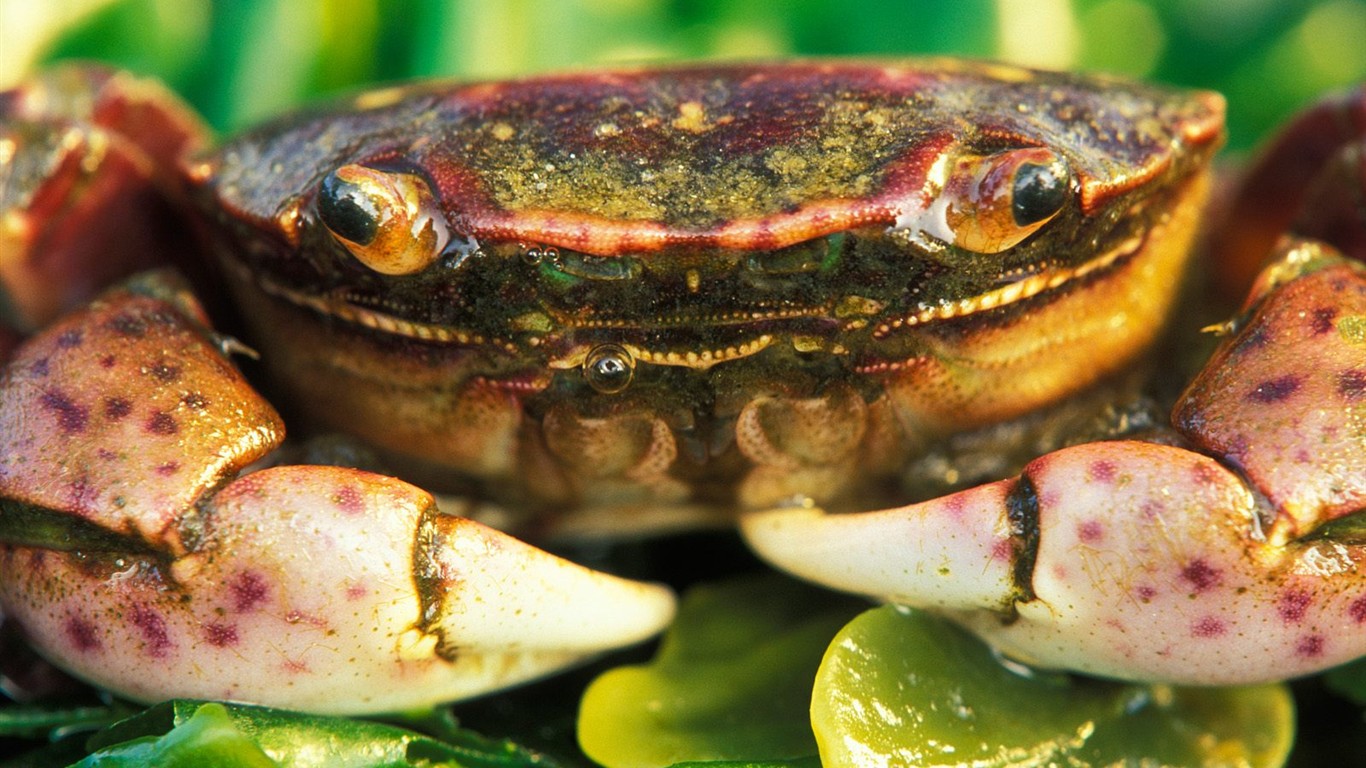 海洋生物壁紙精選(二) #22 - 1366x768