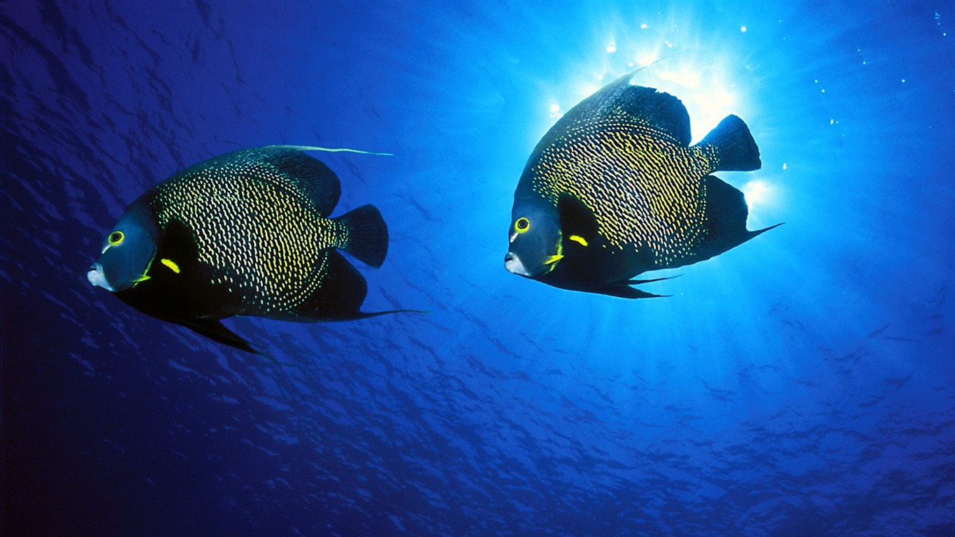 海洋生物壁紙精選(二) #24 - 1366x768