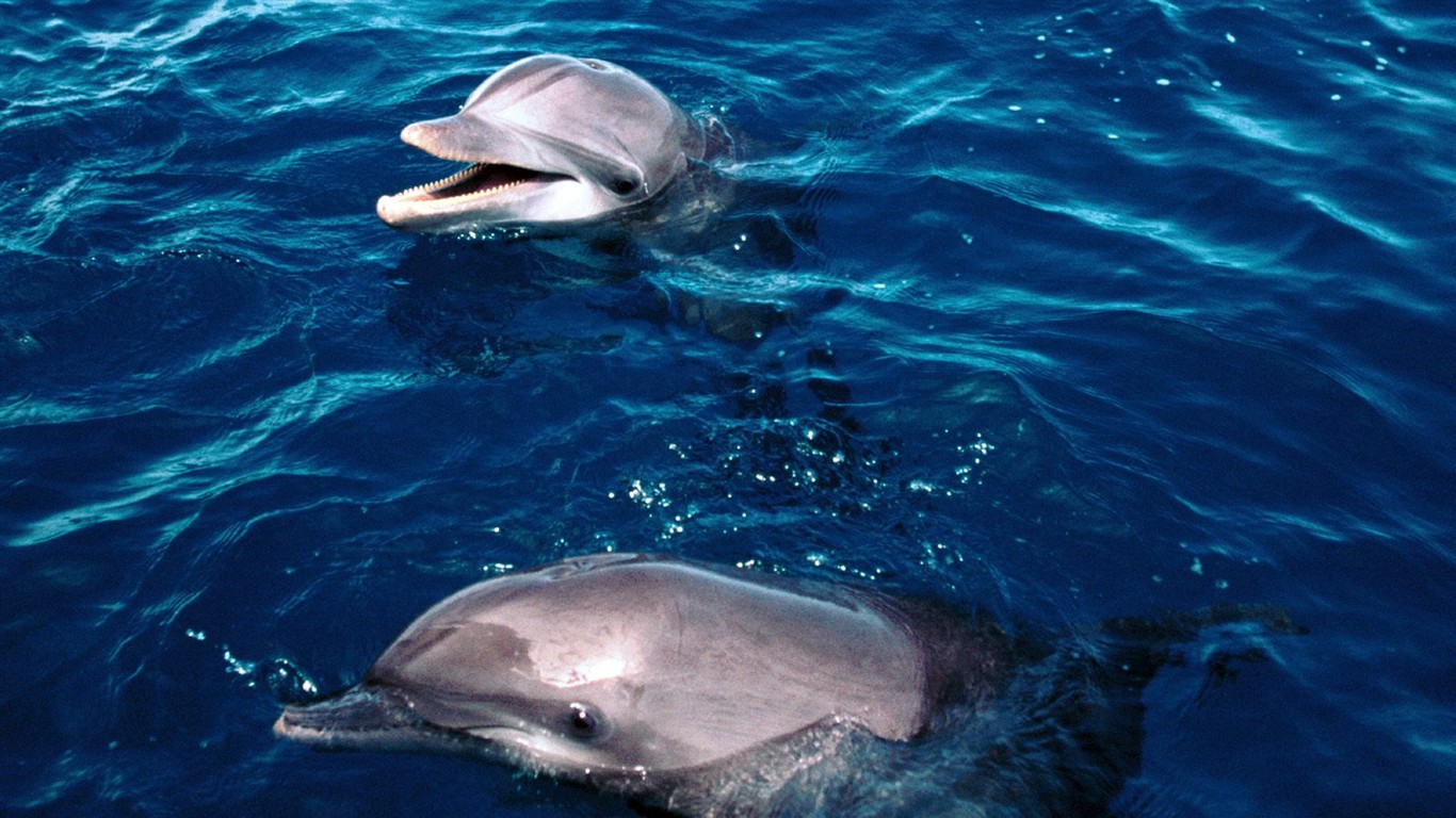 Marine Life Wallpaper výběr (2) #25 - 1366x768
