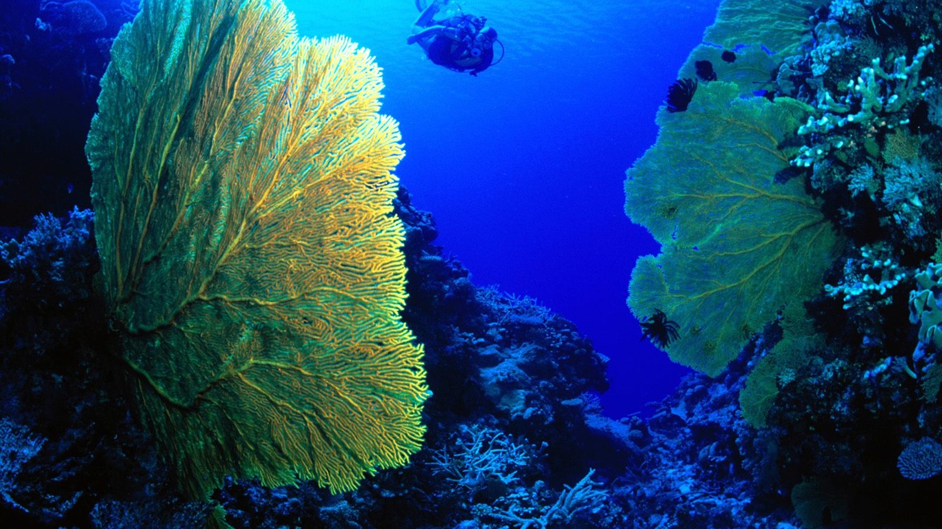 海洋生物壁紙精選(二) #26 - 1366x768