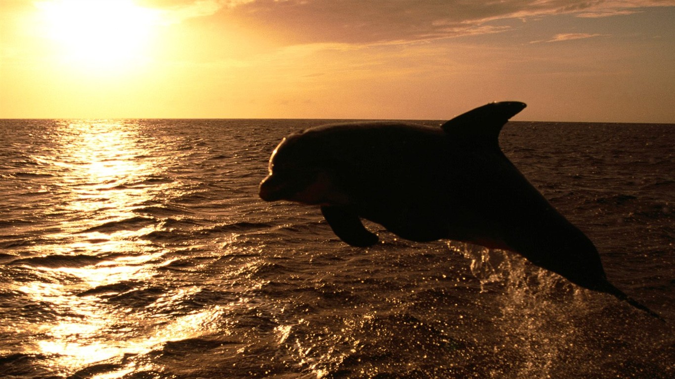 Marine Life Wallpaper výběr (2) #28 - 1366x768