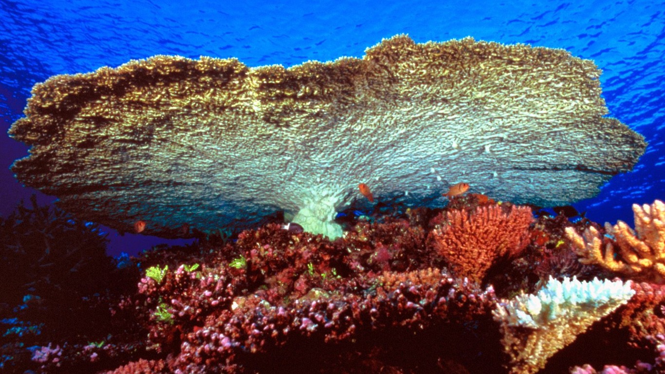 海洋生物壁紙精選(二) #29 - 1366x768