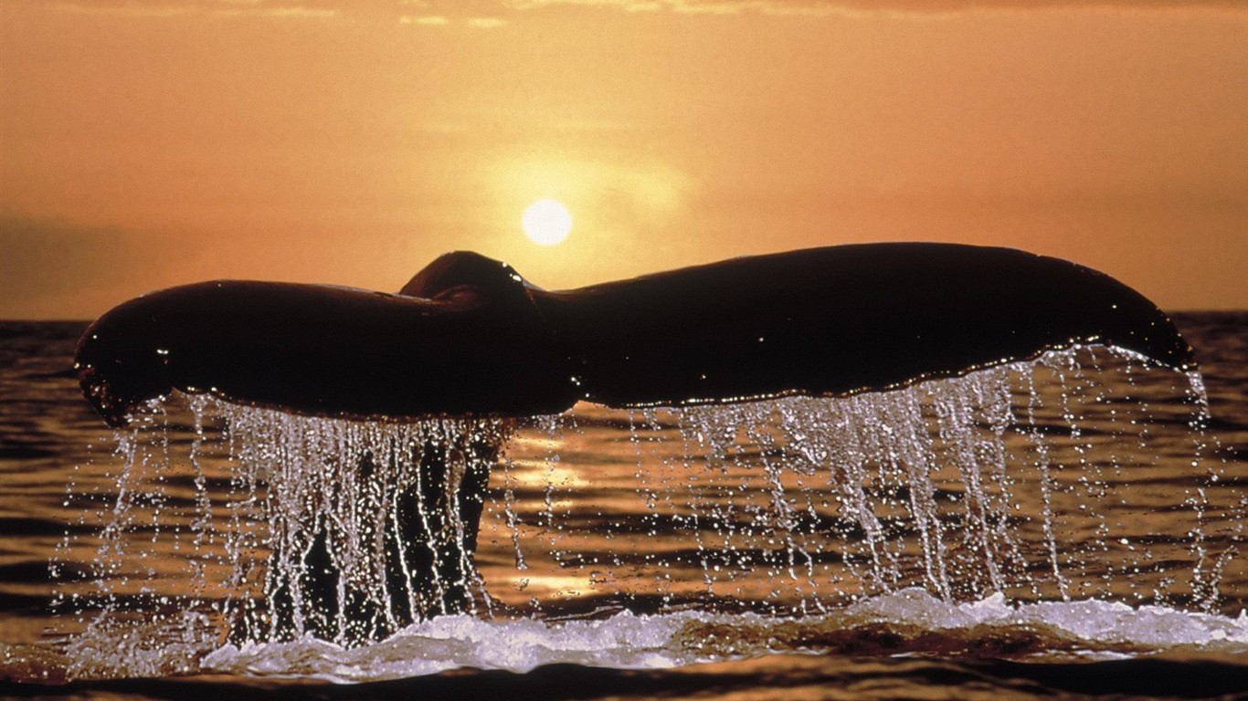 海洋生物壁紙精選(二) #31 - 1366x768