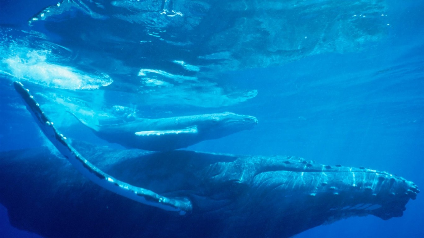 海洋生物壁紙精選(二) #33 - 1366x768