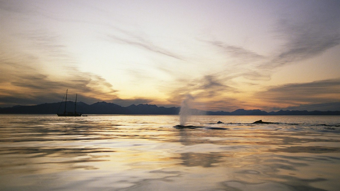 海洋生物壁紙精選(二) #34 - 1366x768