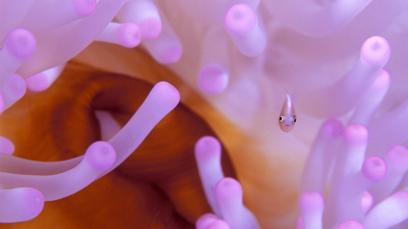 海洋生物壁紙精選(二) #36 - 1366x768