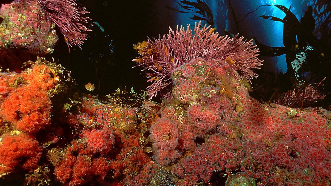 海洋生物壁紙精選(二) #37 - 1366x768