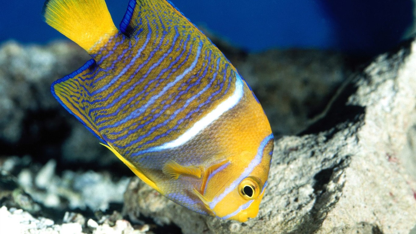 海洋生物壁紙精選(二) #38 - 1366x768