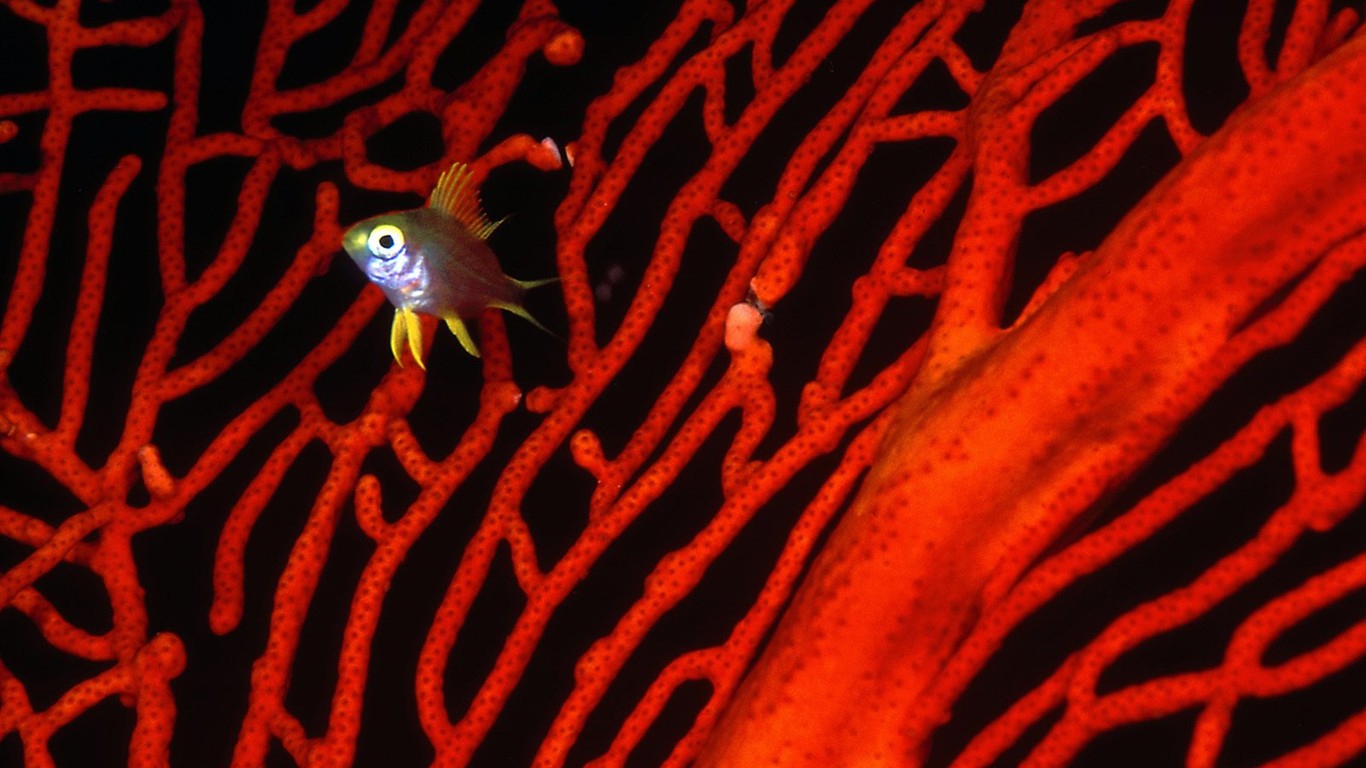 海洋生物壁紙精選(二) #39 - 1366x768
