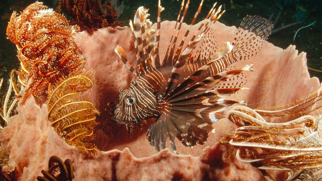 海洋生物壁紙精選(二) #40 - 1366x768