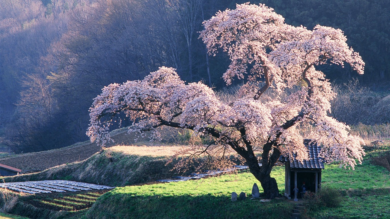 Windows7 官方壁紙 #2 - 1366x768