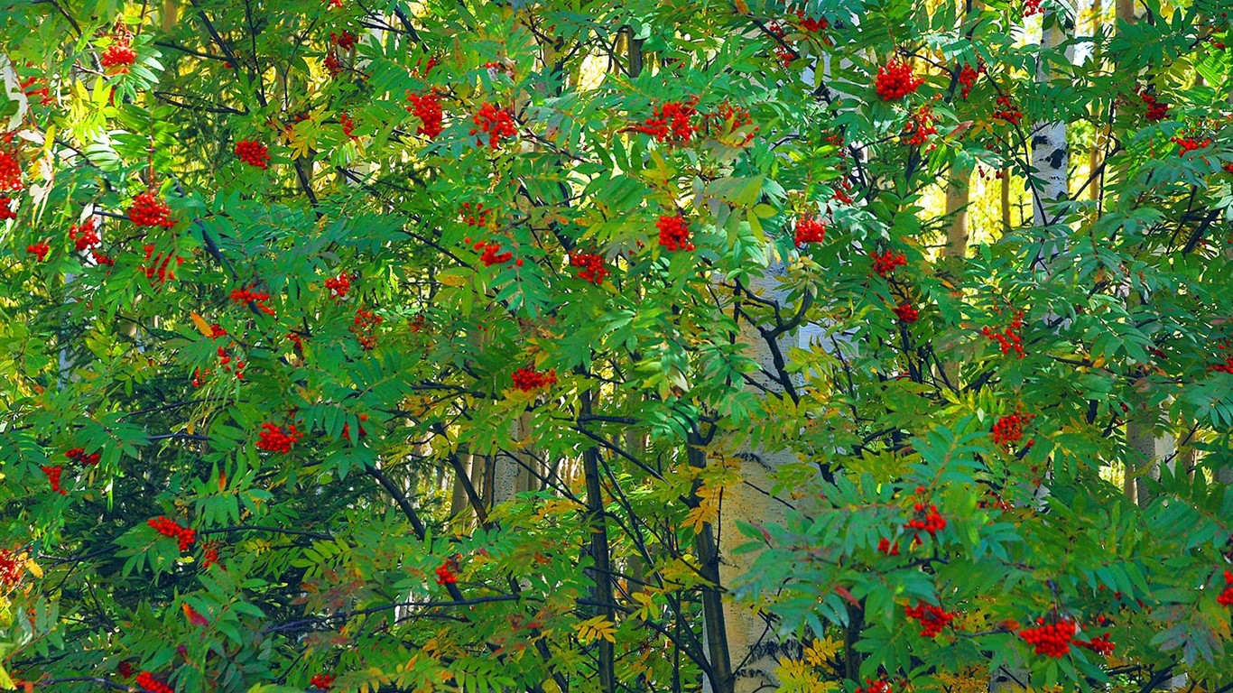 西伯利亞精美自然風光 #4 - 1366x768