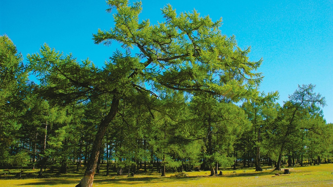 Un beau paysage naturel en Sibérie #6 - 1366x768