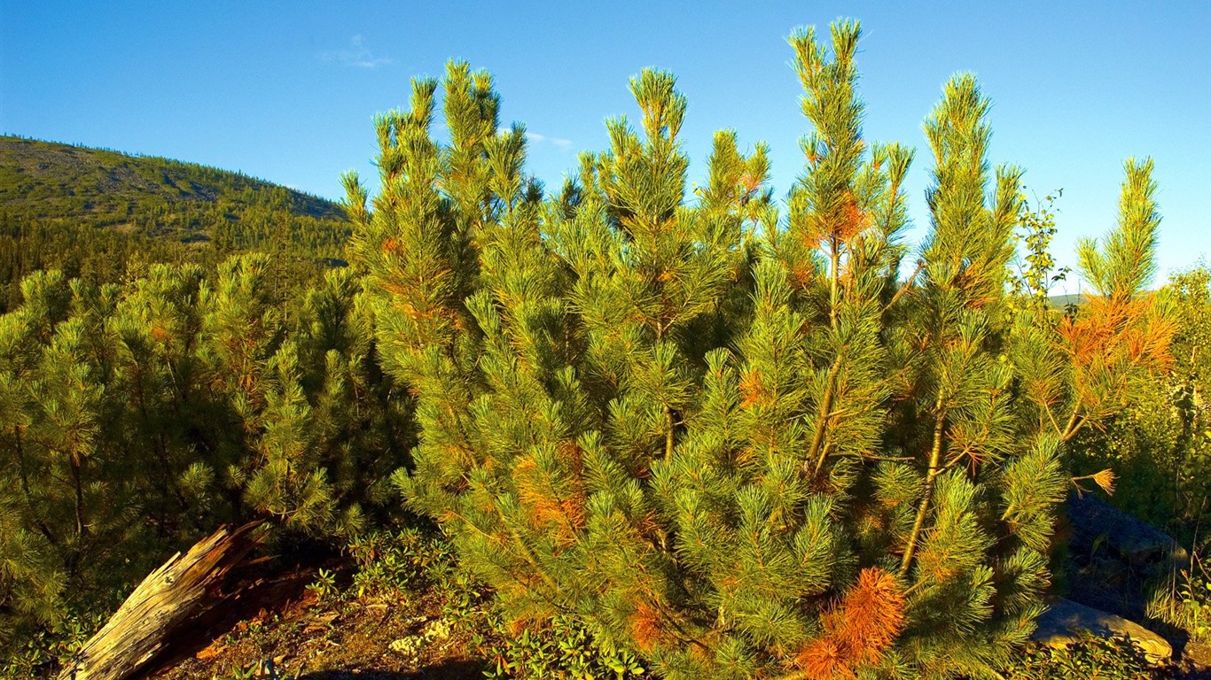 Un beau paysage naturel en Sibérie #8 - 1366x768