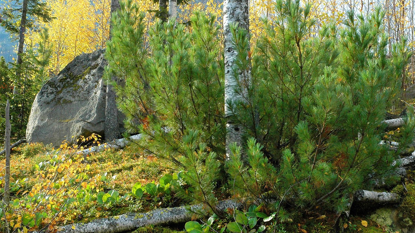 Un beau paysage naturel en Sibérie #10 - 1366x768