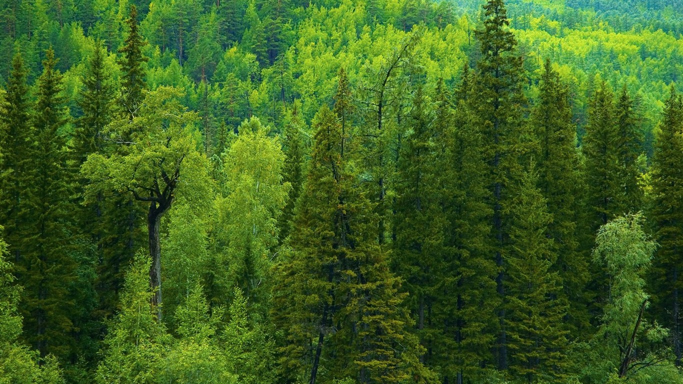 Un beau paysage naturel en Sibérie #15 - 1366x768