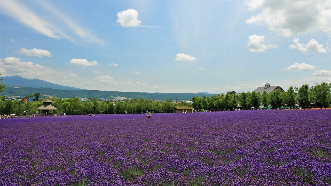 Hokkaido countryside scenery #4 - 1366x768