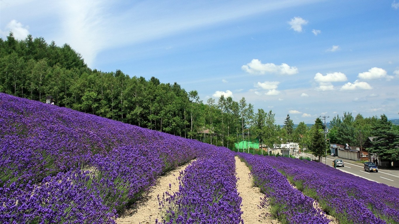 夏日北海道郊外風景 #5 - 1366x768