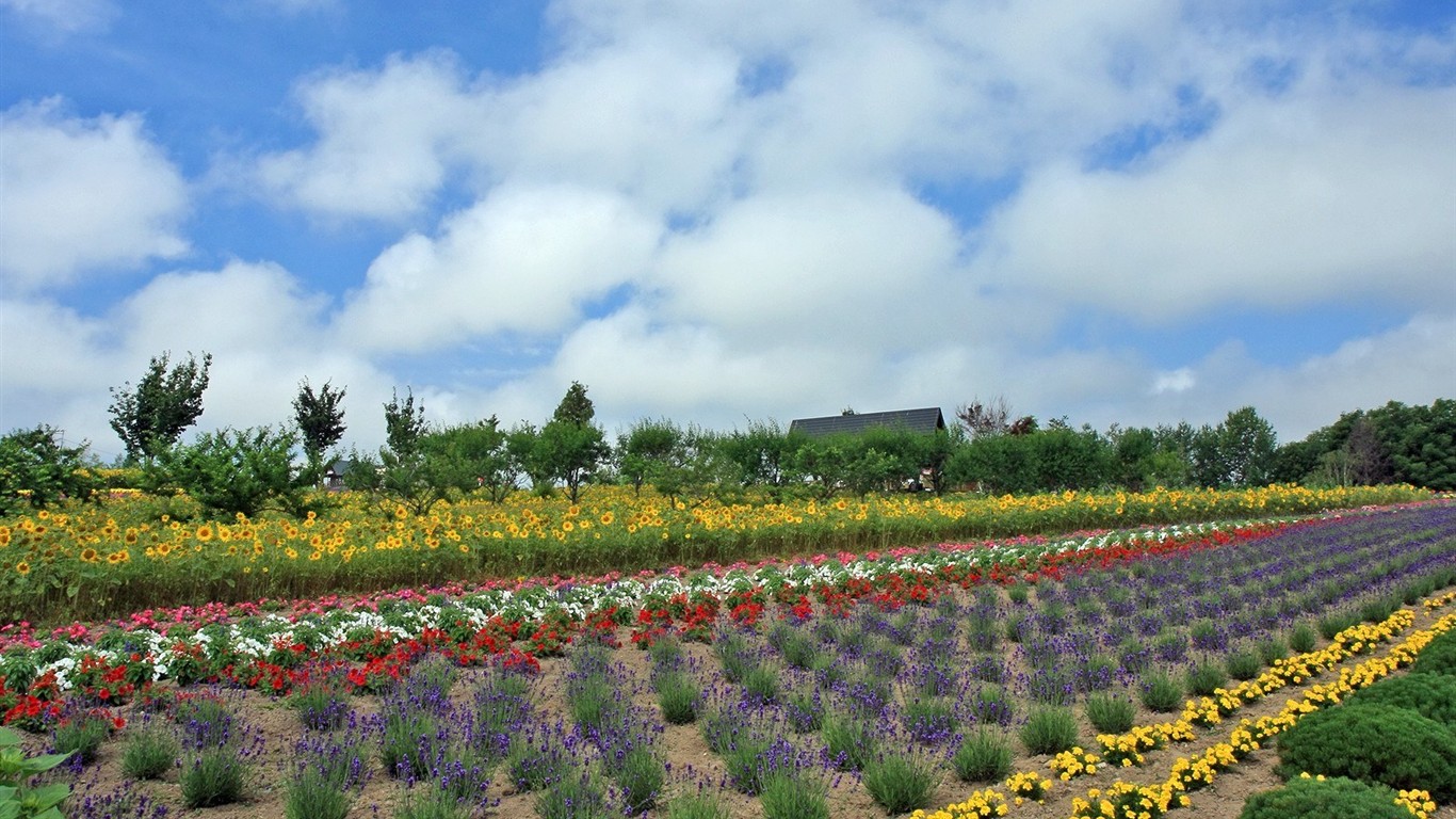 夏日北海道郊外風景 #6 - 1366x768