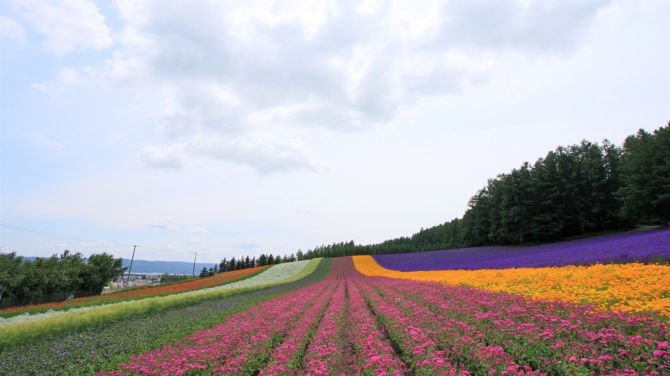夏日北海道郊外風景 #19 - 1366x768