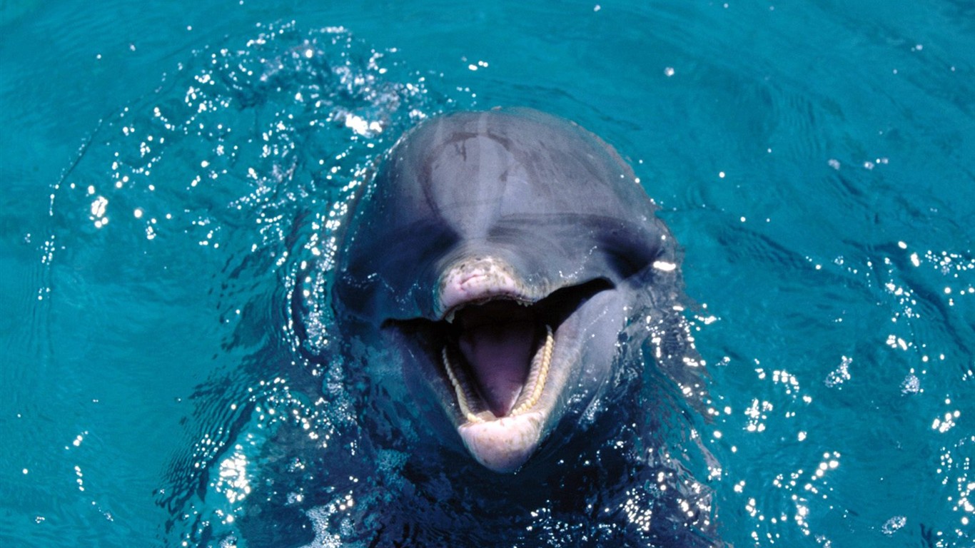 Marine Life Wallpaper Selection (3) #2 - 1366x768