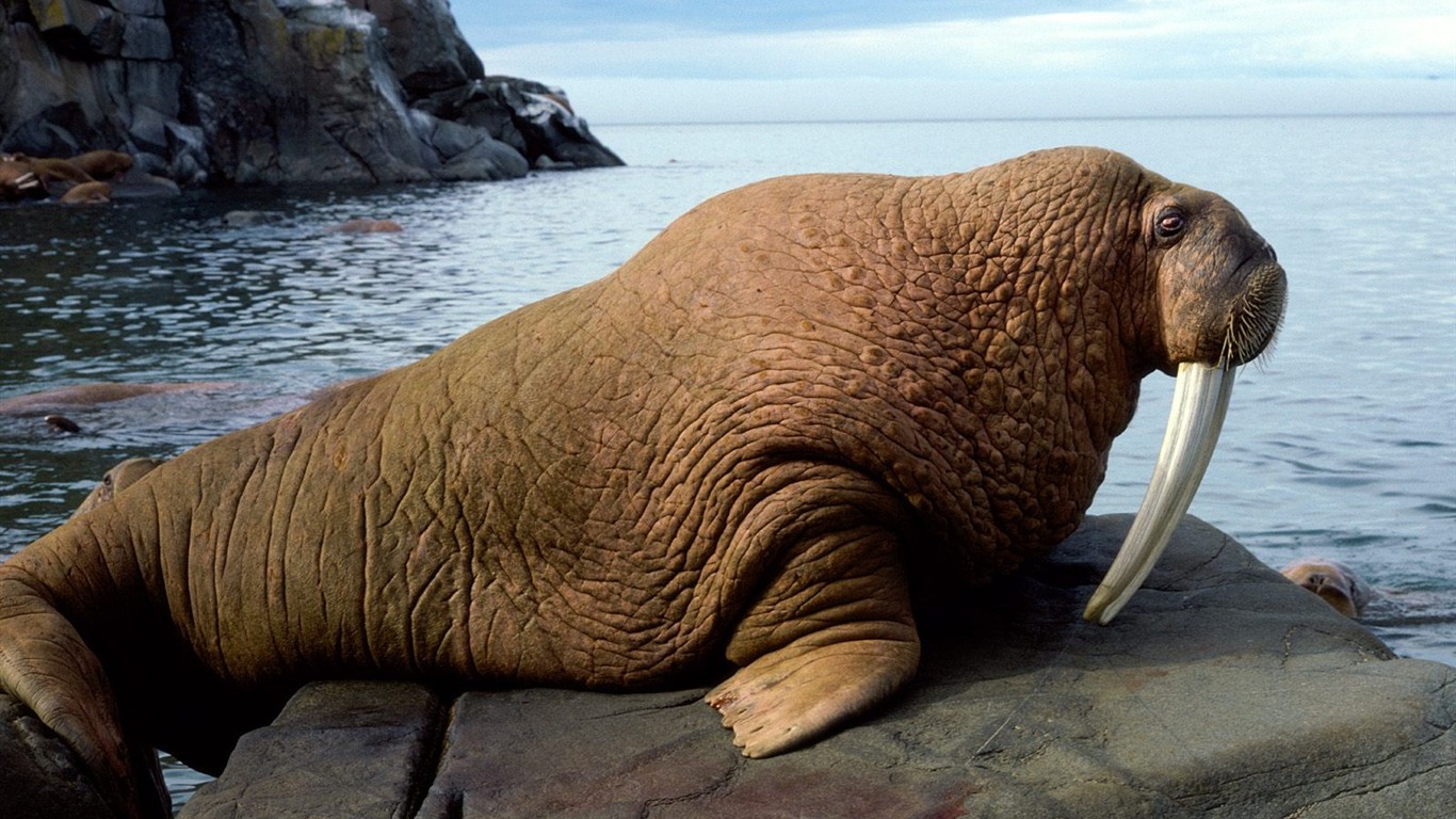 海洋生物壁紙精選(三) #3 - 1366x768
