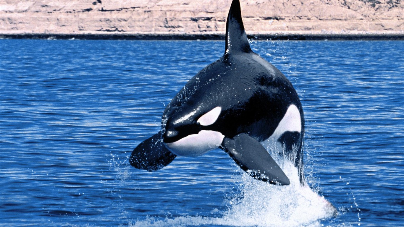 海洋生物壁紙精選(三) #4 - 1366x768