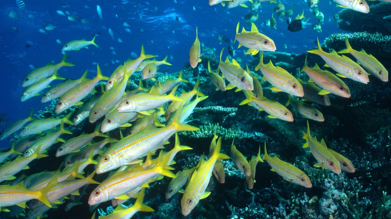 海洋生物壁紙精選(三) #5 - 1366x768