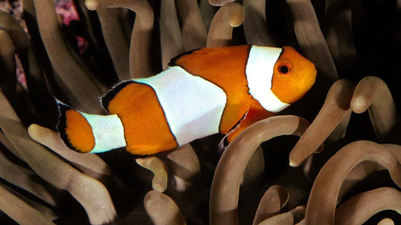 海洋生物壁紙精選(三) #8 - 1366x768