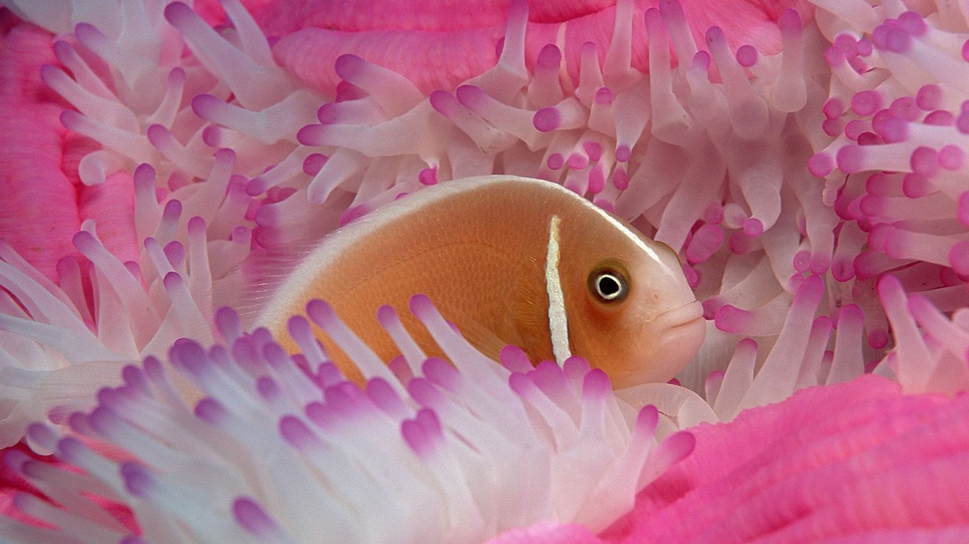 Marine Life Wallpaper Selection (3) #10 - 1366x768