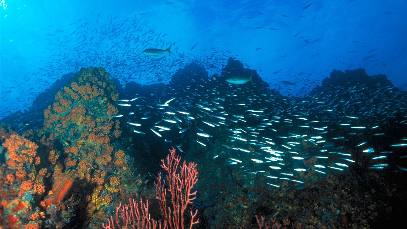 海洋生物壁紙精選(三) #12 - 1366x768