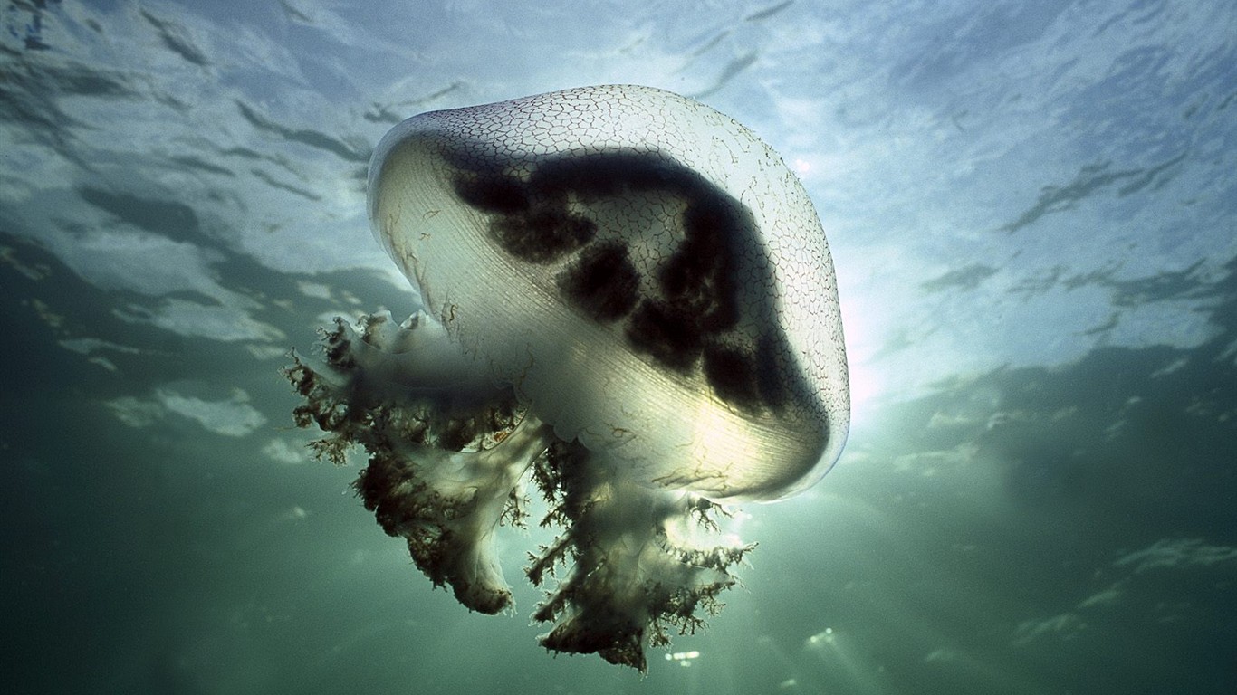 海洋生物壁紙精選(三) #13 - 1366x768