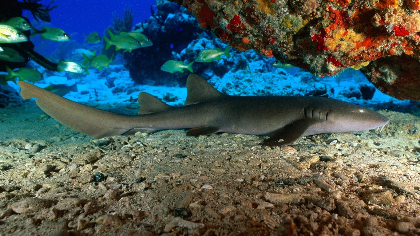 海洋生物壁紙精選(三) #14 - 1366x768